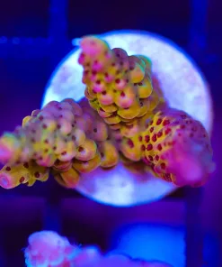Wysiwyg Small Ragnarock Acropora Frag [F180]