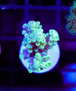 Wysiwyg Highlighter Xmen Acropora Frag [F183]