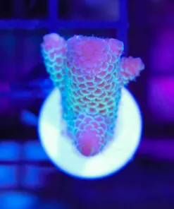 Wysiwyg Two Tone Spahthla Acropora Frag [F189]