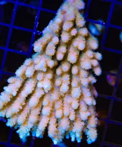 Wysiwyg Wild Australian Acropora Colony #2 - No arrive alive gaurantee please see description
