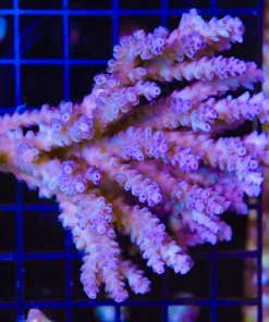 Wysiwyg Wild Australian Acropora Colony #3 - No arrive alive gaurantee please see description