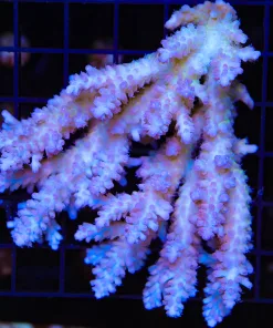 Wysiwyg Wild Australian Acropora Colony #5 - No arrive alive gaurantee please see description