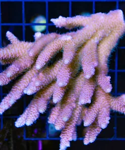 Wysiwyg Wild Australian Acropora Colony #6 - No arrive alive gaurantee please see description