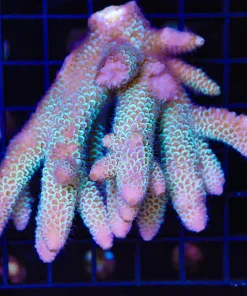 Wysiwyg Wild Australian Acropora Colony #7 - No arrive alive gaurantee please see description