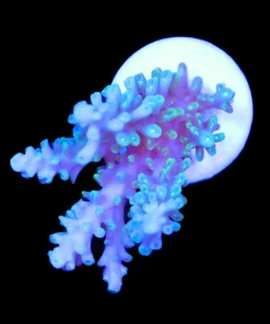 Wysiwyg Blue Dream Acropora Frag [F203]