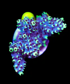 Wysiwyg Large Sabertooth Frag [F208]