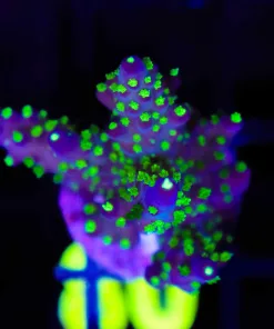 Wysiwyg Large Bonsai Acropora Frag [F211]