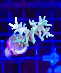 Wysiwyg Large Golden Dragon Acropora Carduus Frag [F212]