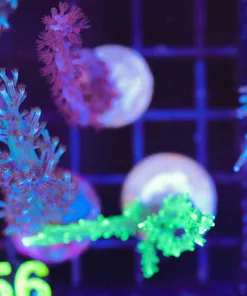 Wysiwyg 3for1 Soft Coral Combo Pack [Blue Kenya x Purple Gorgonian x Green Nepthea] * All easy to keep * (C156)