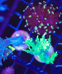 Wysiwyg 3for1 Combo Pack [Blue Kenya x Gold Hammer x Green Nepthea] * All easy to keep * (C157)