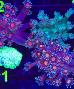 Wysiwyg 4 for 1 FLowerpot Comob Pack (C111) **