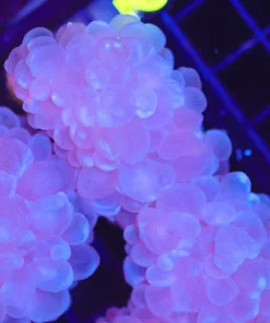 Small Blue/White Bubble Coral Coral (C51)
