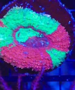 Wysiwyg Weather Network BiColor Brain Coral Colony (C92)