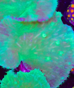 Large Green Cabage Coral Frag (Row #42)