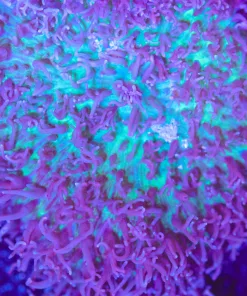 XL Fuzzy Mushroom Coral (Row #96)