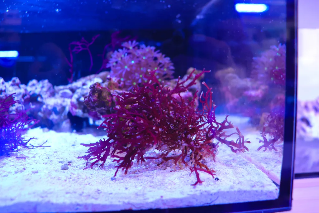 Frag Box Corals