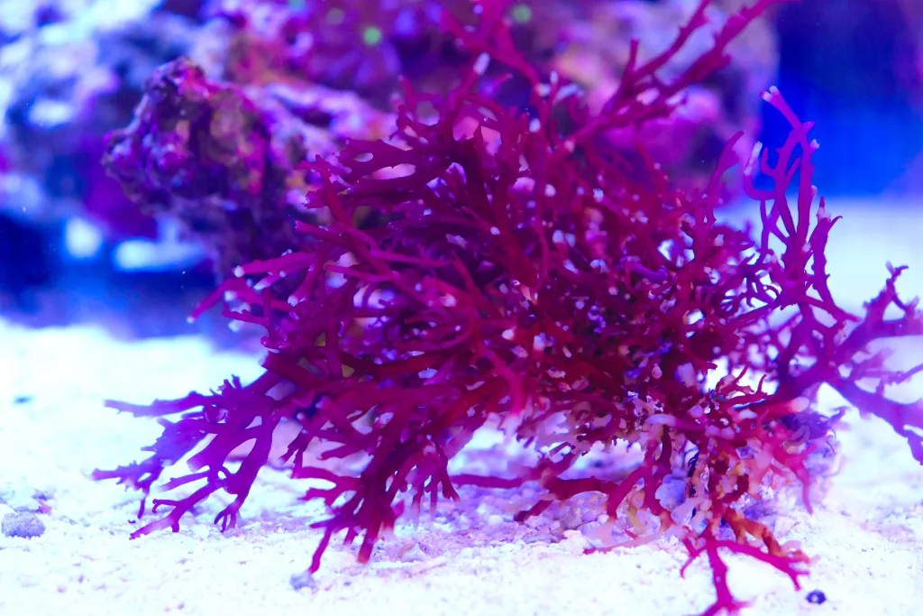 Frag Box Corals