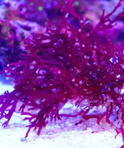 Dragon's Nest - Small Portion (*NEW Macro Algae*)!