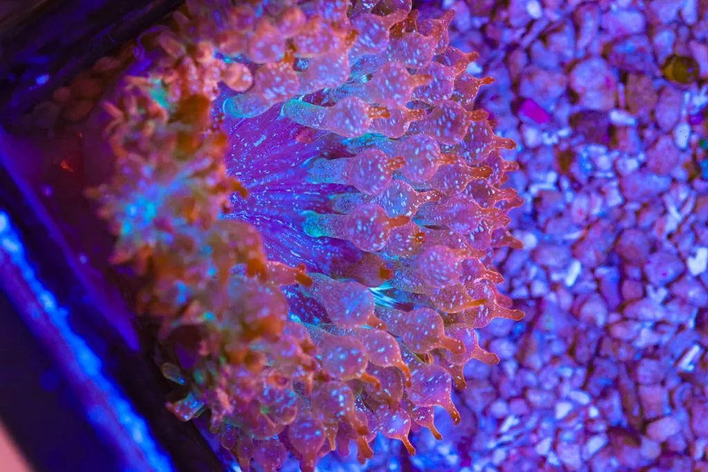 Frag Box Corals