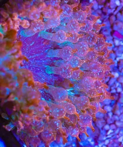 White Speckled Anemone