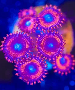 Wysiwyg Red Zoanthid Frag [F19]
