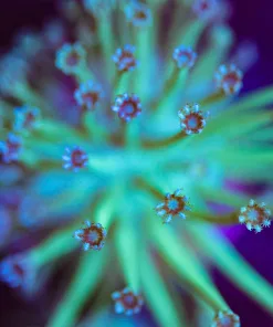 Wysiwyg Japanese Long Tentacle Leather Frag [F78]