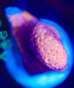 Wysiwyg Orange Pavona Cactus Frag [F79]