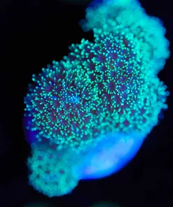 Wysiwyg Pocillpora Frag [F80]