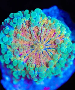 Wysiwyg Unique Ricordea Yuma Coral [F22]