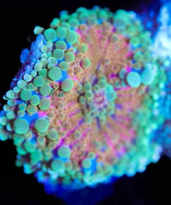 Wysiwyg Unique Ricordea Yuma Coral [F31]