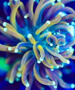 Wysiwyg Small Tiger Torch Coral Frag [F105]