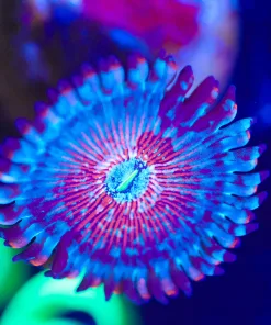 Wysiwyg Blue Agave Zoanthid Frag [F26]