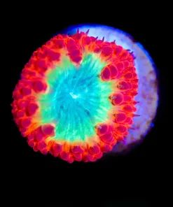 Wysiwyg Ultra Blastomussa [F35]