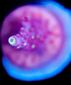 Wysiwyg JF Fox Flame Acropora Frag [F205]