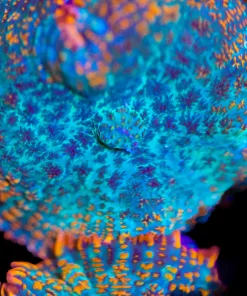 Orange Rim Firework Rhodactis Mushroom (Row #97)