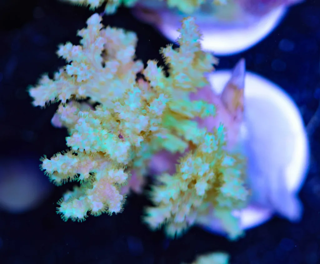 Frag Box Corals