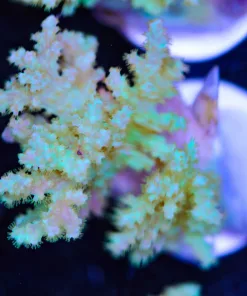 Unique Wild Leather Coral Frag (Row #40)