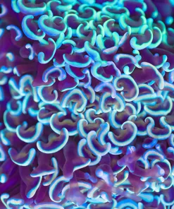 Golden Wall Hammer Coral (Row #83)