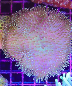 Wysiwyg Wild Indonesian Toadstool Coral Colony (C4)