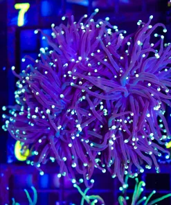 Gorilla Grape Torch Coral Frag (C6)