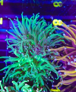 Wysiwyg 2x Green Hydra Torch Coral (C7)