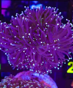 Wysiwyg Torch Coral COLONY (C10)