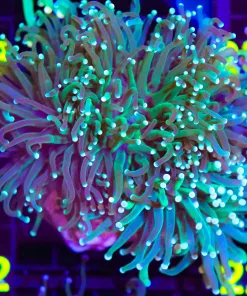 Wysiwyg XL Torch Coral Colony (C12)