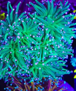 Pink Tip Green Torch Frag (C17)