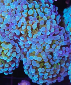 Frozen Gold Hammer Coral Frag (C19)
