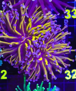 Wysiwyg Liuqid Gold Torch Coral (C22)