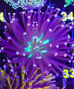 Wysiwyg Purple Aussie Torch Coral (C23)