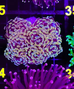 Wysiwyg Gold Hammer Coral Colony (C24)