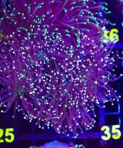 Wysiwyg Torch Coral Colony (C25)