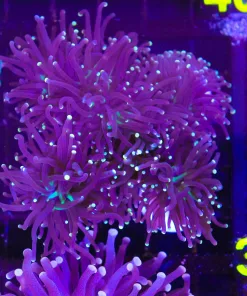 Wild Grape Torch Frag (C29)